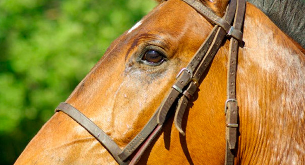 Prize Jumping Horse in Florida Slaughtered for Its Meat