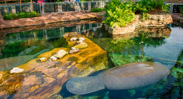 SeaWorld Orlando “Turns Park Inside Out” with New Viewing Opportunity for Manatee Rescue & Rehabilitation