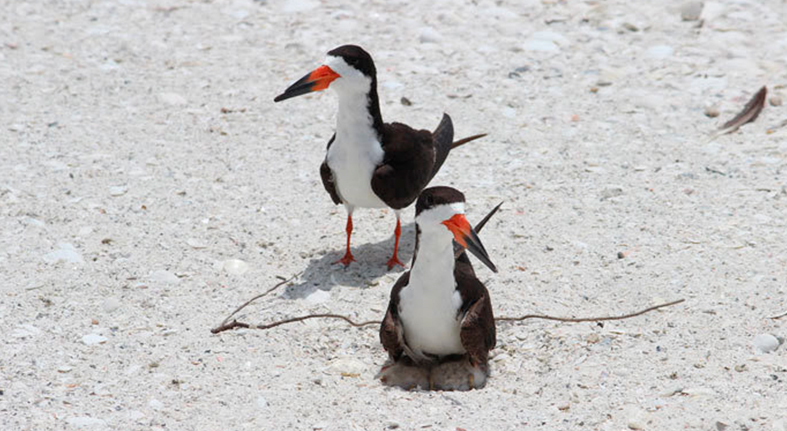 FWC reminds the public: Nesting waterbirds need room to breed