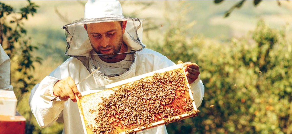 A Honey Exporter Reveals the Potential of Innovative Cooperatives