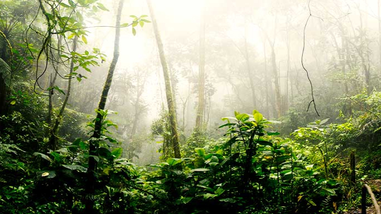 CAF protects 300,000 hectares of the Amazon and neutralizes greenhouse gas emissions