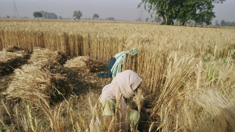 COVID crisis is fueling food price rises for world’s poorest